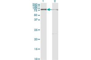 Western Blot analysis of CUX1 expression in transfected 293T cell line by CUTL1 monoclonal antibody (M01), clone 2A10. (CUX1 antibody  (AA 521-620))
