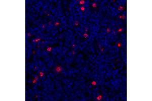 Immunofluorescence (IF) image for anti-Lymphocyte-Activation Gene 3 (LAG3) (AA 23-450) antibody (ABIN7455196)