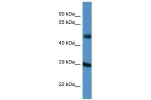 Western Blot showing GJD3 antibody used at a concentration of 1. (Gap Junction Protein, delta 3, 31.9kDa (GJD3) (C-Term) antibody)