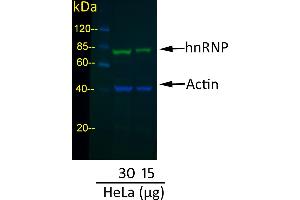 Western Blotting (WB) image for Donkey anti-Mouse IgG (Heavy & Light Chain) antibody (DyLight 800) - Preadsorbed (ABIN7446377)