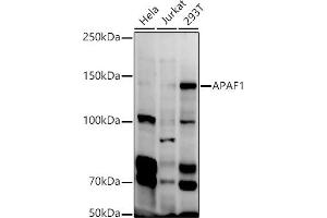 Western Blotting (WB) image for anti-Apoptotic Peptidase Activating Factor 1 (APAF1) (AA 1-250) antibody (ABIN1678685)