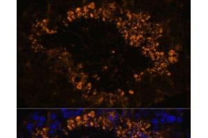 Immunofluorescence analysis of Mouse testis using OXCT2 Polyclonal Antibody at dilution of 1:100. (OXCT2 antibody)