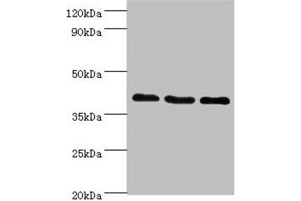 GPRC5A antibody  (AA 258-357)