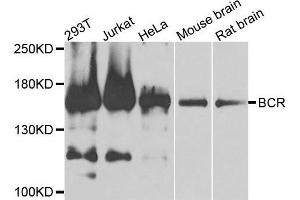 Western blot analysis of extracts of various cells, using BCR antibody. (BCR antibody)