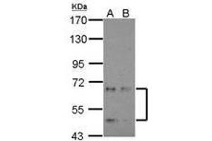 Image no. 1 for anti-Cyclin-Dependent Kinase-Like 3 (CDKL3) (AA 46-308) antibody (ABIN1497433) (CDKL3 antibody  (AA 46-308))