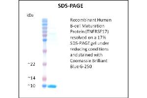 SDS-PAGE (SDS) image for Tumor Necrosis Factor Receptor Superfamily, Member 17 (TNFRSF17) (Active) protein (ABIN5509467) (BCMA Protein)