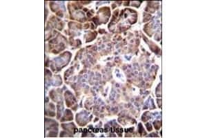 AQP12B Antibody (C-term) (ABIN655768 and ABIN2845208) immunohistochemistry analysis in formalin fixed and paraffin embedded human pancreas tissue followed by peroxidase conjugation of the secondary antibody and DAB staining.