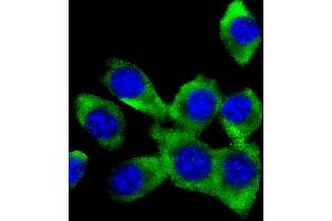 Immunofluorescent analysis of 4 % paraformaldehyde-fixed, 0. (FER antibody)