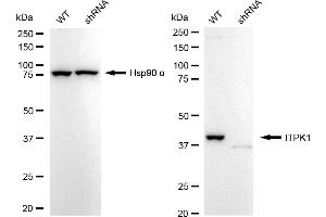 Western blotting analysis using ITPK1 antibody (ABIN7799044). (Recombinant ITPK1 antibody)