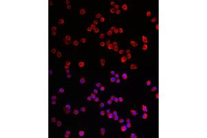 Immunofluorescence analysis of Neuro-2a cells using HRH3 Rabbit pAb (ABIN7267662) at dilution of 1:100 (40x lens). (HRH3 antibody  (AA 250-350))