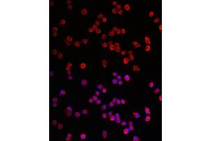Immunofluorescence analysis of Neuro-2a cells using HRH3 Rabbit pAb (ABIN7267662) at dilution of 1:100 (40x lens). (HRH3 antibody  (AA 250-350))