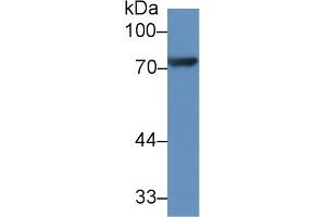 Western Blot; Sample: Rat Heart lysate; Primary Ab: 1µg/ml Rabbit Anti-Rat CX3CL1 Antibody Second Ab: 0. (CX3CL1 antibody  (AA 81-337))