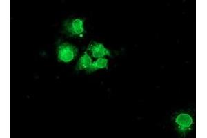 Anti-NPTN mouse monoclonal antibody (ABIN2455653) immunofluorescent staining of COS7 cells transiently transfected by pCMV6-ENTRY NPTN (RC210326). (NPTN antibody)