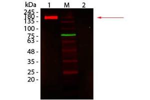 Western Blotting (WB) image for Fluorescent TrueBlot®: Anti-Rabbit IgG DyLight™ 680 (ABIN6698839)