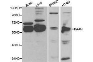 Western Blotting (WB) image for anti-Fatty Acid Amide Hydrolase (FAAH) antibody (ABIN1872632)