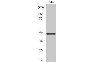 Western Blotting (WB) image for anti-Keratin 18 (KRT18) (C-Term) antibody (ABIN3180003)