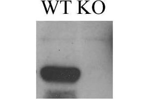Adult mouse brain immunoblot: extracts of cerebella from Ataxin-1 KO and WT mice and probed with N76/3 TC supe.