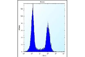 TM55B Antibody (C-term) (ABIN657095 and ABIN2846253) flow cytometric analysis of Ramos cells (right histogram) compared to a negative control cell (left histogram). (TMEM55B antibody  (C-Term))