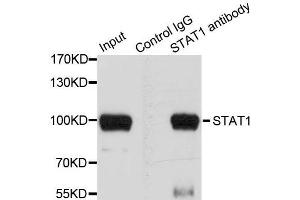 Immunoprecipitation analysis of 100 μg extracts of HeLa cells using 3 μg STAT1 antibody (ABIN5998974). (STAT1 antibody)