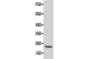 Western Blotting (WB) image for anti-Cardiac Troponin C (TNNC1) (AA 1-18), (N-Term) antibody (ABIN3043055) (TNNC1 antibody  (N-Term))