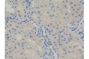IHC-P analysis of Human Kidney Tissue, with DAB staining. (PIK3AP1 antibody  (AA 489-730))