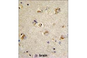 Formalin-fixed and paraffin-embedded human brain tissue reacted with CDCA3 Antibody (N-term), which was peroxidase-conjugated to the secondary antibody, followed by DAB staining. (CDCA3 antibody  (N-Term))