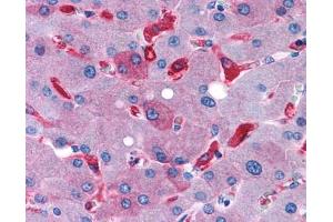 Anti-GPR128 antibody IHC of human liver. (Adhesion G-Protein Coupled Receptor G7 (ADGRG7) (C-Term) antibody)