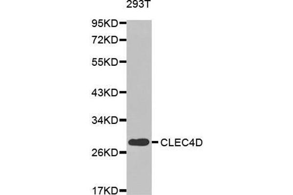 CLEC4D antibody  (AA 39-215)