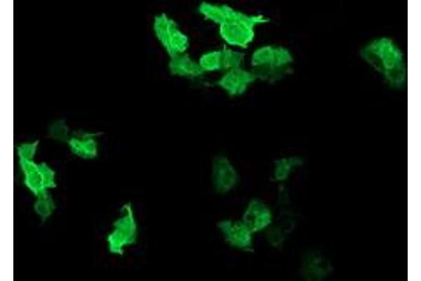 RAB37 antibody
