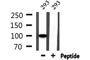 Western blot analysis of extracts from 293, using GTF3C2 Antibody. (GTF3C2 antibody  (N-Term))