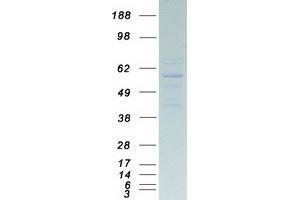 ATP5A1 Protein (Myc-DYKDDDDK Tag)