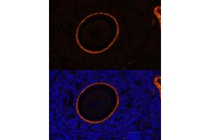 Immunofluorescence analysis of rat oophoroma cells using ZP3 antibody (ABIN6134464, ABIN6150536, ABIN6150538 and ABIN6217045) at dilution of 1:100. (Zona Pellucida Glycoprotein 3 antibody  (AA 250-350))