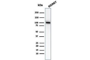 Western blot analysis of kidney tissue lysate using CD10 Mouse Monoclonal Antibody (MME/2579). (MME antibody  (AA 583-740))