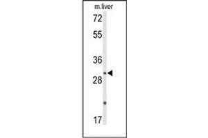 Western blot analysis of DUSP2 / PAC1 Antibody (C-term) in mouse liver tissue lysates (35ug/lane). (DUSP2 antibody  (C-Term))