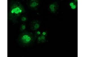 Anti-SAMHD1 mouse monoclonal antibody (ABIN2453970) immunofluorescent staining of COS7 cells transiently transfected by pCMV6-ENTRY SAMHD1 (RC206013). (SAMHD1 antibody)