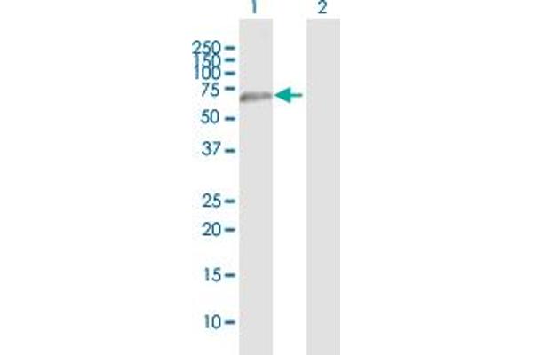 CLEC14A antibody  (AA 1-490)