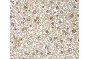Immunohistochemistry of paraffin-embedded Mouse liver using MAD1L1 Polyclonal Antibody at dilution of 1:100 (40x lens).
