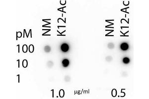 Dot Blot of Rabbit Histone H4 K12-Ac (RABBIT) Antibody. (Histone H4 antibody  (acLys12))