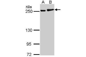 Myosin 9 antibody  (N-Term)