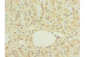 Immunohistochemistry of paraffin-embedded human adrenal gland tissue using ABIN7174747 at dilution of 1:100 (C16orf78 antibody  (AA 1-265))