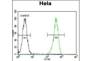 ENOA Antibody (N-term) (ABIN389406 and ABIN2839494) flow cytometric analysis of Hela cells (right histogram) compared to a negative control cell (left histogram). (ENO1 antibody  (N-Term))