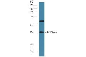Mouse spleen lysates probed with Rabbit Anti-IL-12 beta Polyclonal Antibody, Unconjugated (ABIN2176964) at 1:300 overnight at 4 °C. (IL12B antibody  (AA 201-300))