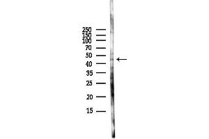 Western blot analysis of lysates from HUVEC cells(LPS,4h treatment), using Aurora A Antibody at 1/1000 dilution.