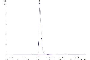The purity of Cynomolgus/Rhesus macaque CD27 is greater than 95 % as determined by SEC-HPLC. (CD27 Protein (AA 20-191) (Fc Tag))