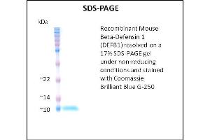 beta Defensin 1 Protein