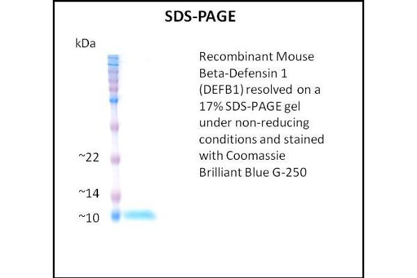 beta Defensin 1 Protein