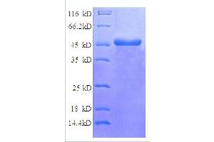 SDS-PAGE (SDS) image for NADH Dehydrogenase (Ubiquinone) Flavoprotein 2, 24kDa (NDUFV2) (AA 35-249), (partial) protein (GST tag) (ABIN7479300)