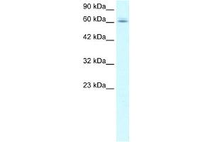 WB Suggested Anti-C14ORF169 Antibody Titration:  1.