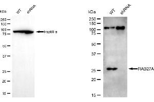 Western blotting analysis using RAB27A antibody (ABIN7800092). (RAB27A antibody)