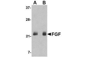 Western blot analysis of FGF4 in NIH 3T3 cell lysate with AP30336PU-N FGF4 antibody at (A) 0. (FGF4 antibody  (C-Term))